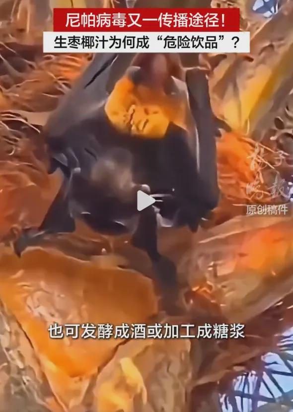 印度现尼帕病毒疫情,多国加强防控措施应对