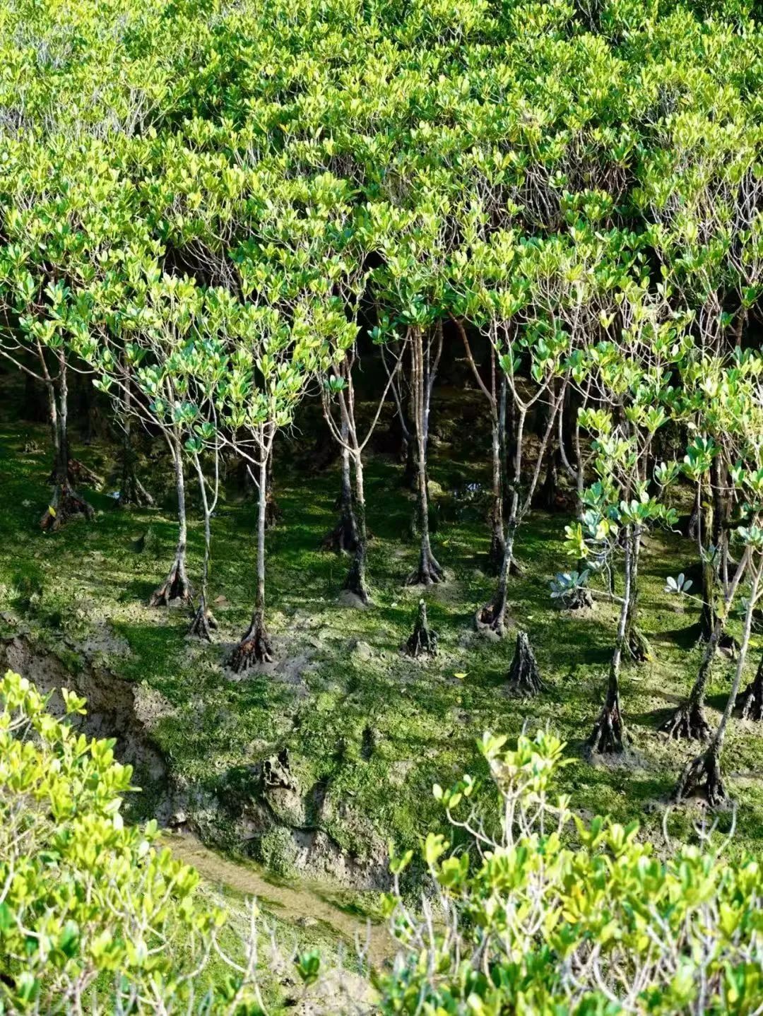 厦大社团青春不设限,西部梦想社团十九载点亮山区