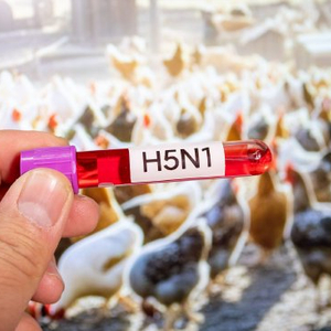 对比2006年与当前疫情，解析H5N1病毒变异轨迹和传播规律